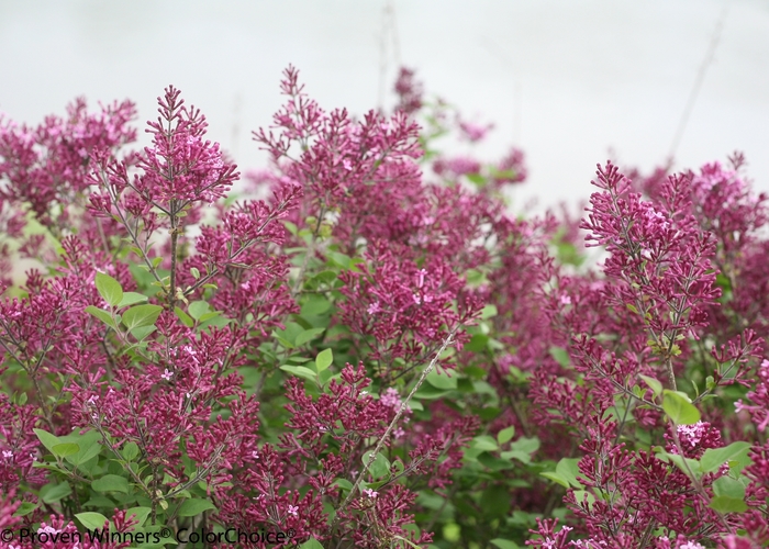 Bloomerang® Dark Purple - Syringa x Bloomerang® Dark Purple - Syringa x
