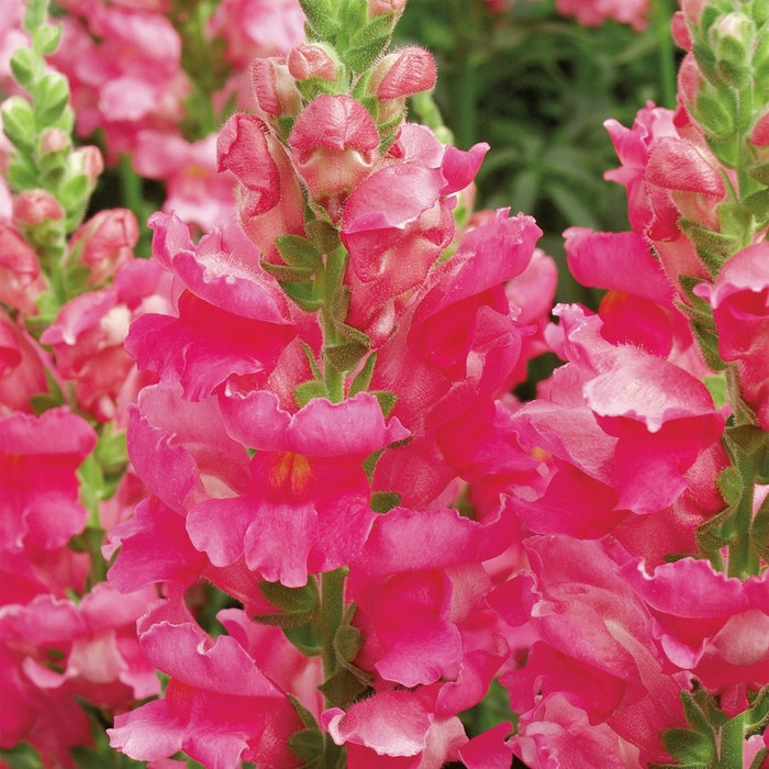 Snapdragon - Antirrhinum majus 'Liberty Classic Rose Pink' from The Flower Spot Snapdragon - Antirrhinum majus 'Liberty Classic Rose Pink' from The Flower Spot