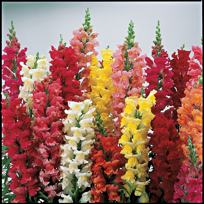 Snapdragon - Antirrhinum majus 'Liberty Classic Mix' from The Flower Spot