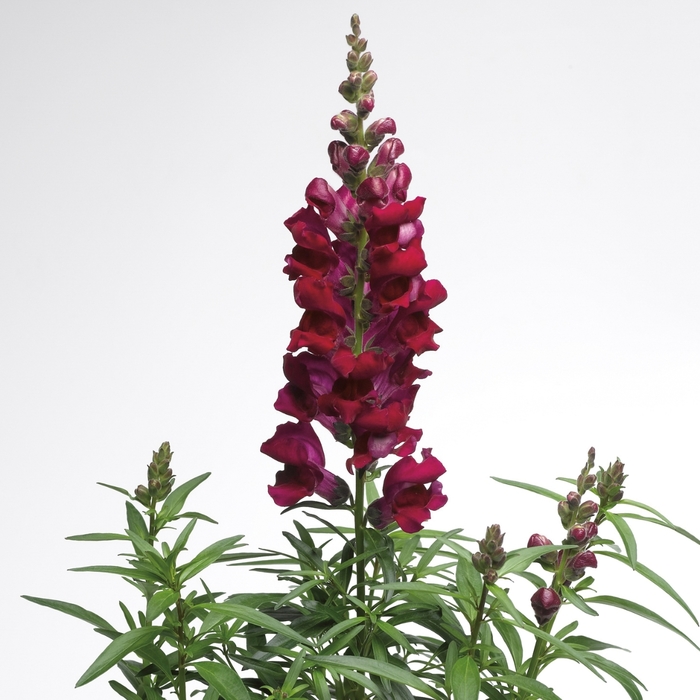 Snapdragon - Antirrhinum majus 'Liberty Classic Crimson' from The Flower Spot Snapdragon - Antirrhinum majus 'Liberty Classic Crimson' from The Flower Spot