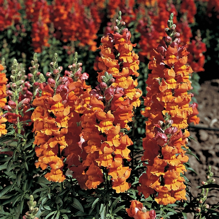 Snapdragon - Antirrhinum majus 'Liberty Classic Bronze' from The Flower Spot