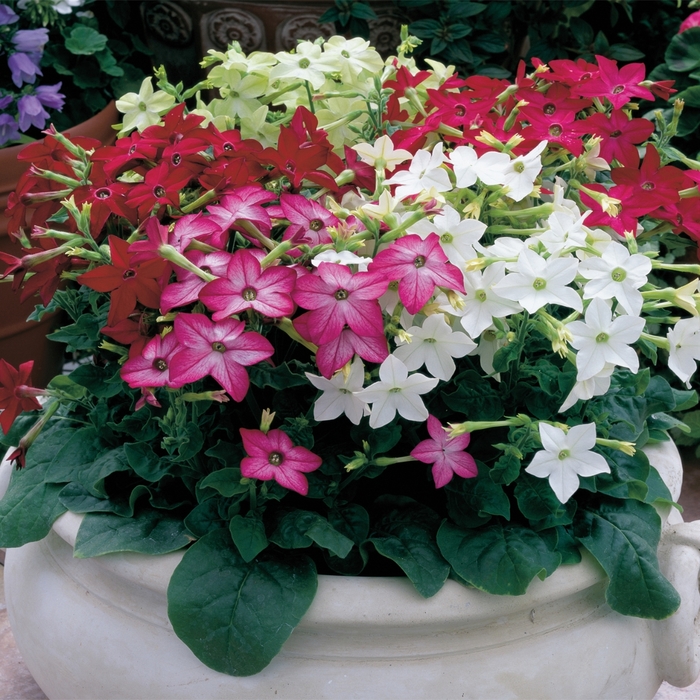 Flowering Tobacco - Nicotiana x alata 'Saratoga Mix' from The Flower Spot