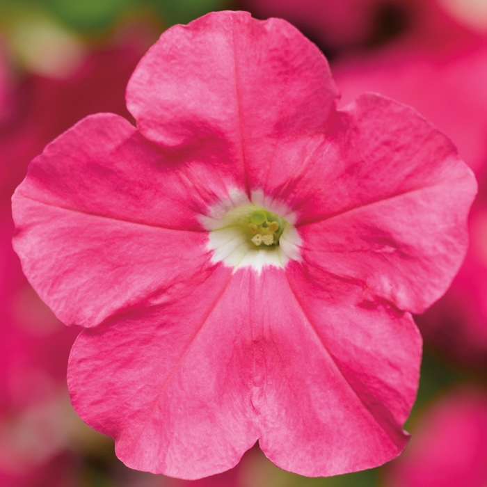 Petunia - Petunia hybrida 'Picobella™ Pink' from The Flower Spot