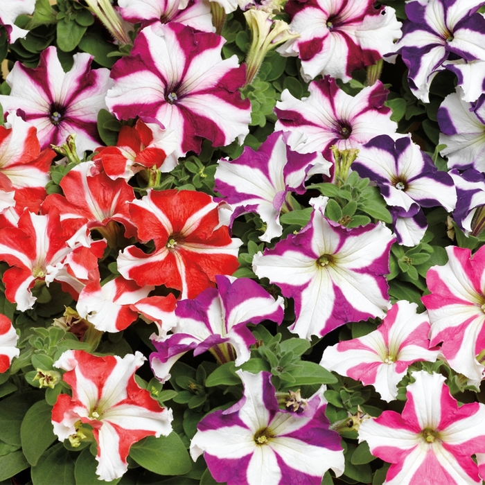 Petunia 'TriTunia Star Mix' - Petunia grandiflora from The Flower Spot Petunia 'TriTunia Star Mix' - Petunia grandiflora from The Flower Spot