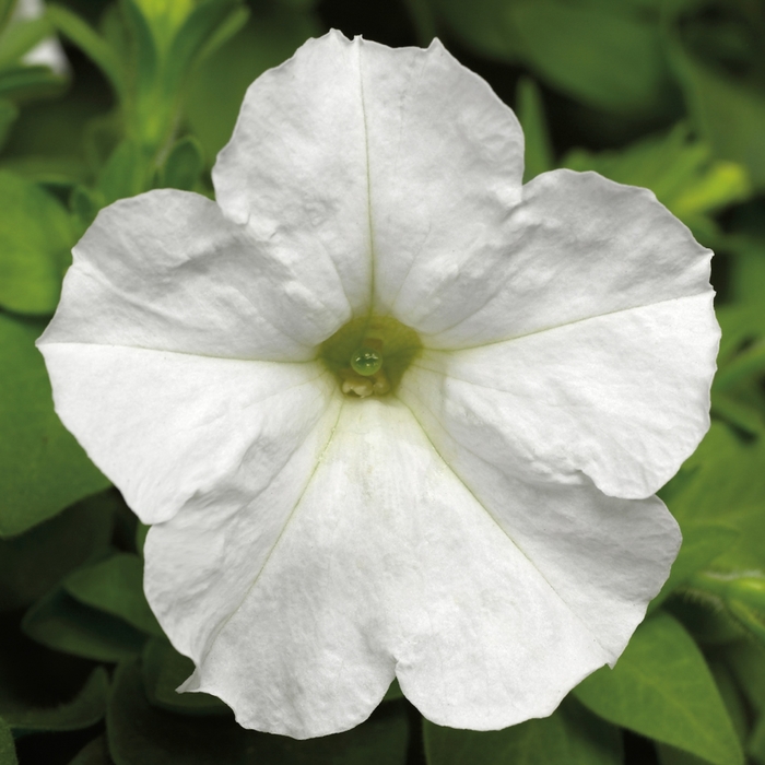 Petunia - Petunia hybrida 'Picobella™ White' from The Flower Spot