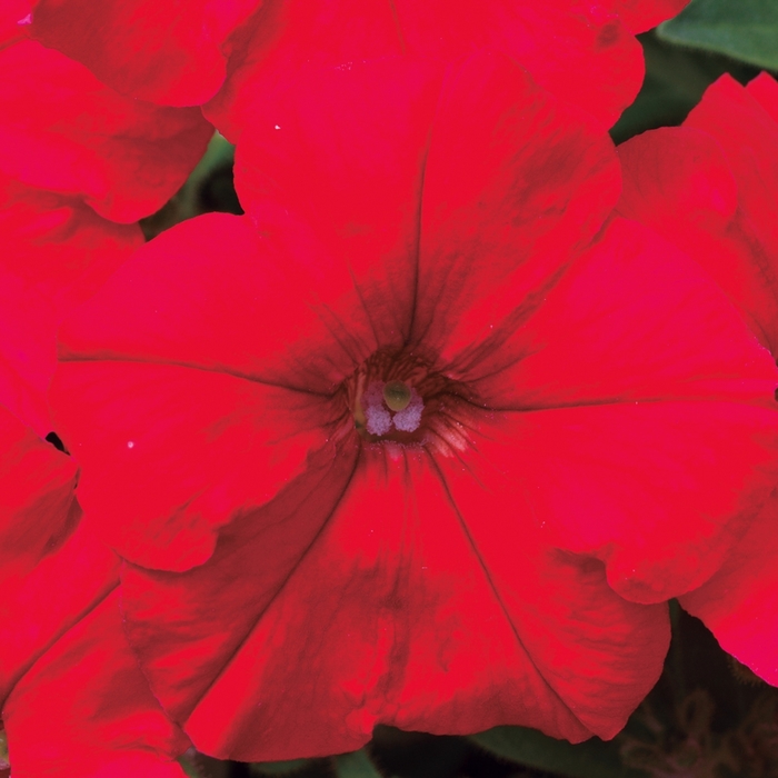 Petunia 'Picobella Red' - Petunia hybrida from The Flower Spot Petunia 'Picobella Red' - Petunia hybrida from The Flower Spot
