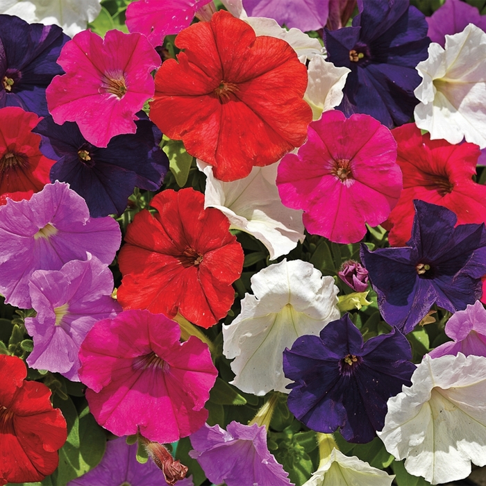 Petunia 'Picobella Mix' - Petunia hybrida from The Flower Spot