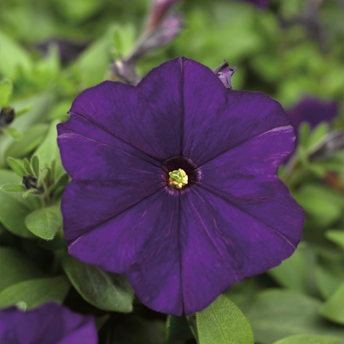 Petunia 'Picobella Blue' - Petunia milliflora from The Flower Spot