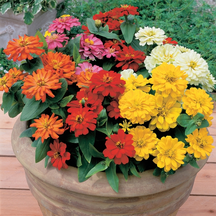 Zinnia 'Short Stuff Mix' - Zinnia elegans from The Flower Spot Zinnia 'Short Stuff Mix' - Zinnia elegans from The Flower Spot