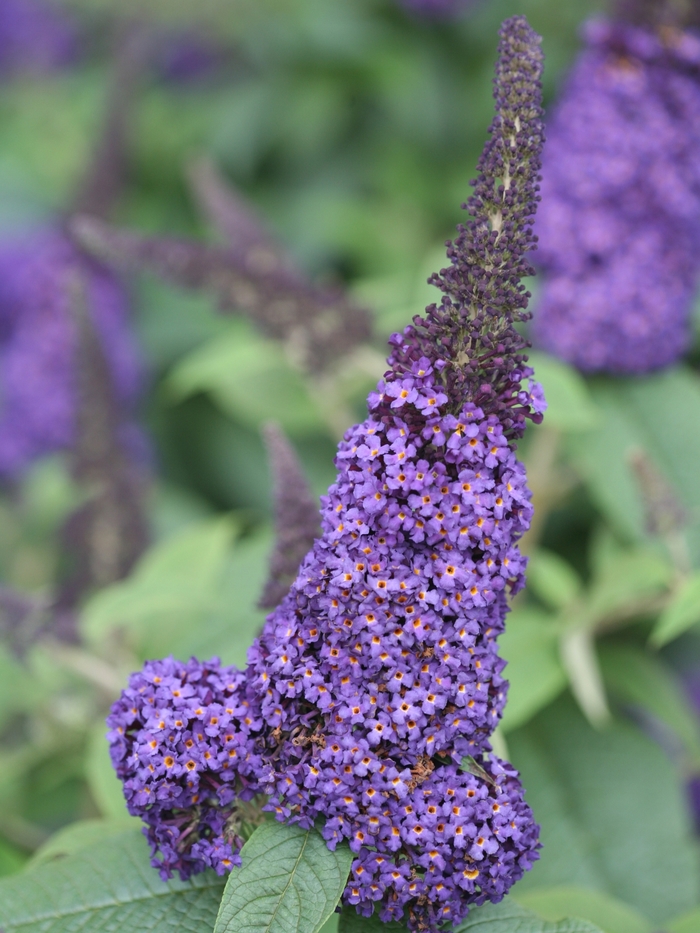 Pugster Blue® - Buddleia x (Butterfly Bush) from The Flower Spot Pugster Blue® - Buddleia x (Butterfly Bush) from The Flower Spot