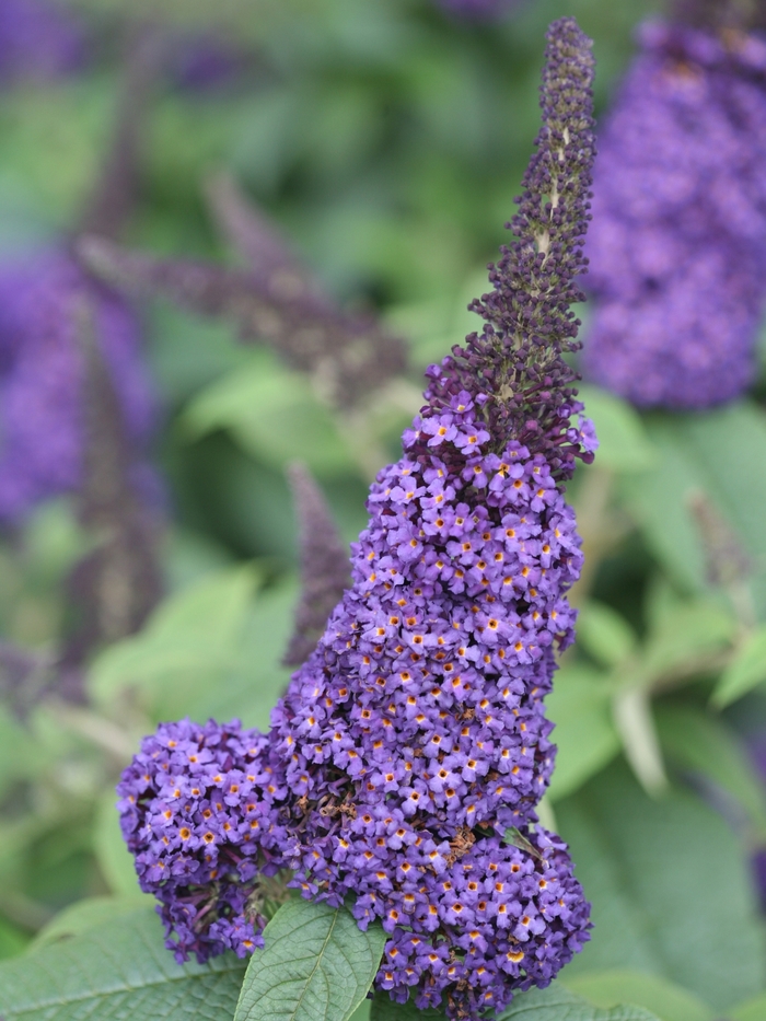 Pugster Blue® - Buddleia x (Butterfly Bush) from The Flower Spot