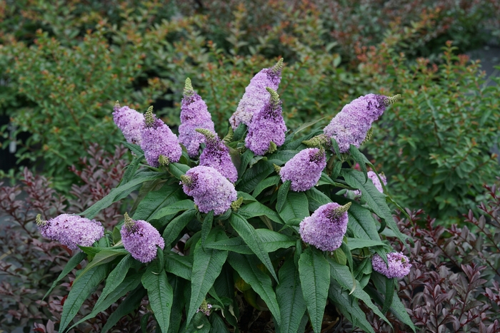 Pugster® Amethyst - Buddleia x from The Flower Spot