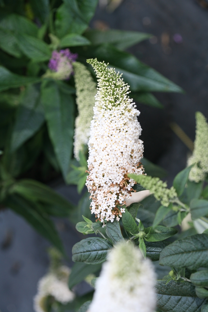 Pugster White® - Buddleia x from The Flower Spot
