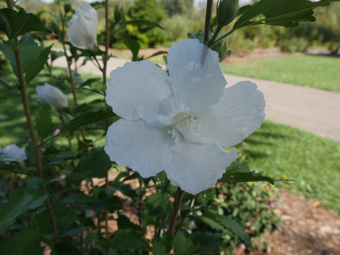 White Pillar® - Hibiscus syriacus from The Flower Spot