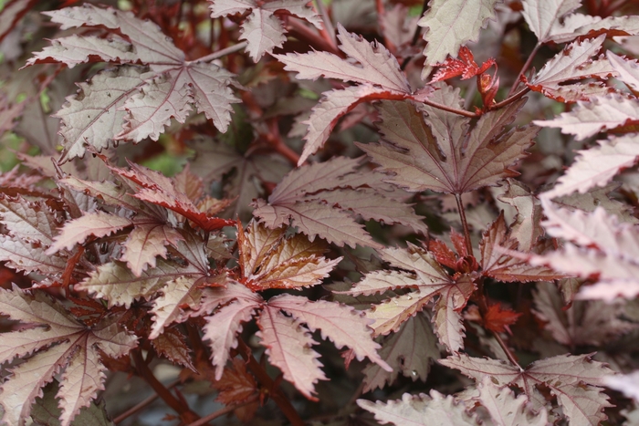Hibiscus 'Mahogany Splendor' - Hibiscus acetosella from The Flower Spot