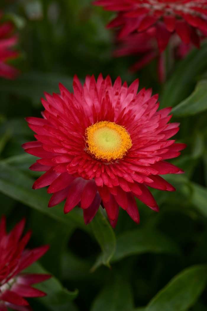 Strawflower 'Mohave Purple' - Bracteantha bracteata from The Flower Spot Strawflower 'Mohave Purple' - Bracteantha bracteata from The Flower Spot