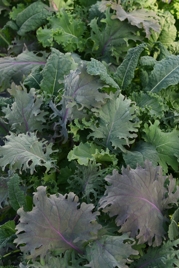  Kale Storm Mixture - Brassica oleracea from The Flower Spot