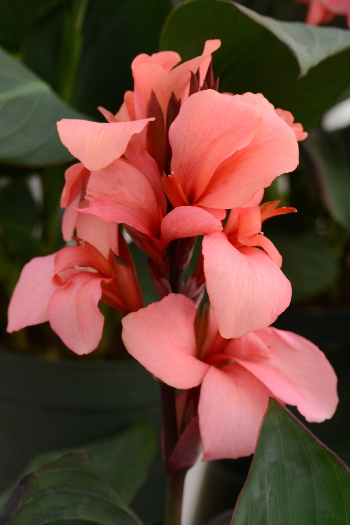 Canna Lily 'Cannova Bronze Mango' - Canna x generalis from The Flower Spot Canna Lily 'Cannova Bronze Mango' - Canna x generalis from The Flower Spot
