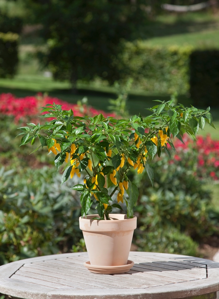  Hot Lemon Hot Pepper - Capsicum annuum from The Flower Spot