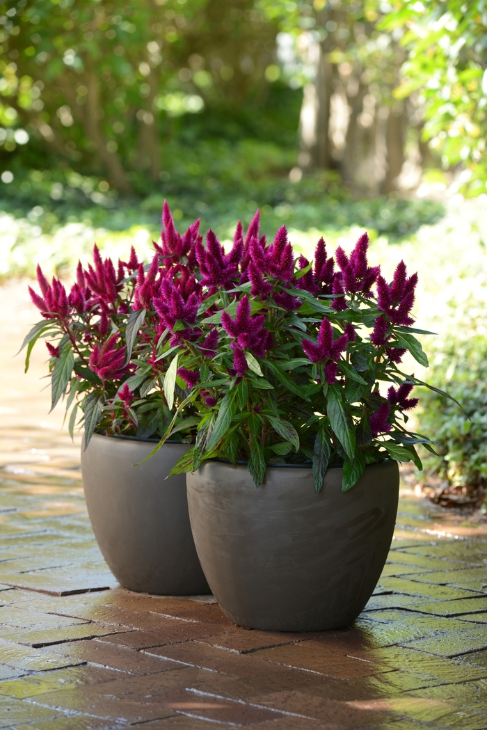Celosia 'Spiked' - Celosia argentea from The Flower Spot Celosia 'Spiked' - Celosia argentea from The Flower Spot