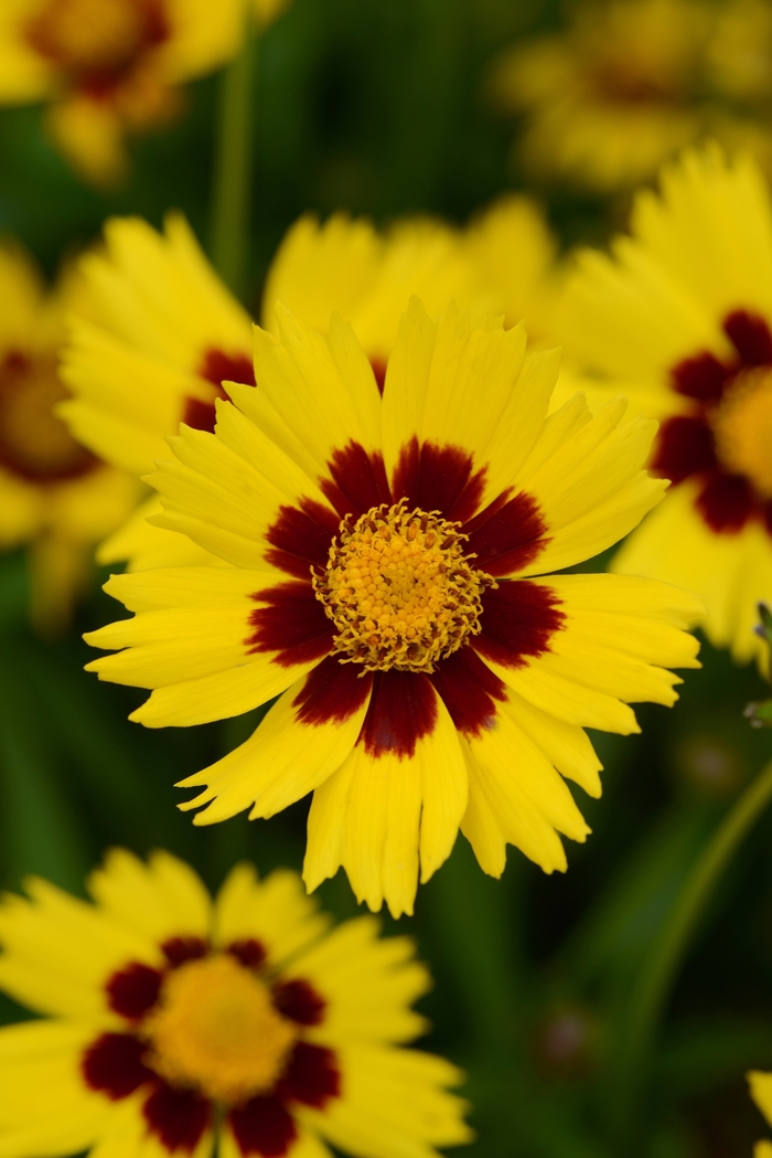  SunKiss Tickseed - Coreopsis grandiflora from The Flower Spot