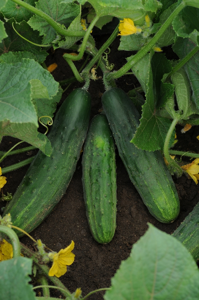 Patio Snacker Cucumber - Cucumis sativus from The Flower Spot Patio Snacker Cucumber - Cucumis sativus from The Flower Spot