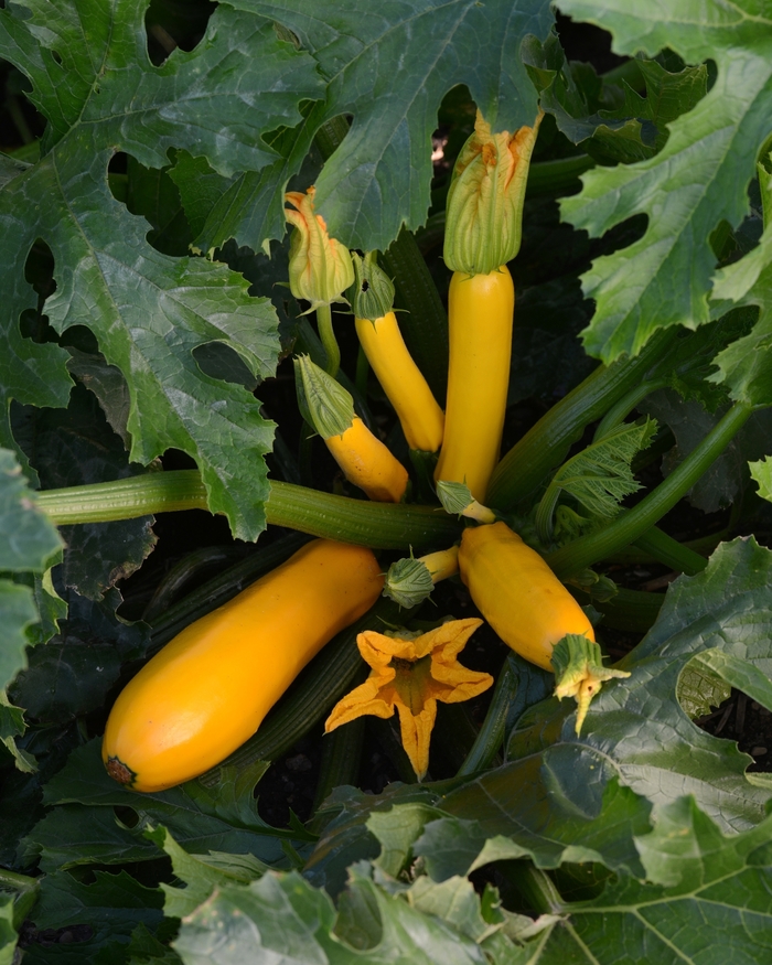 Squash 'Goldy' - Cucurbita pepo (Gold Zucchini) from The Flower Spot
