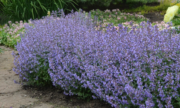Catmint 'Purrsian Blue' - Nepeta x faassenii from The Flower Spot