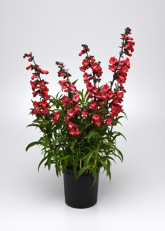 Beard Tongue 'Cherry Sparks' - Penstemon from The Flower Spot