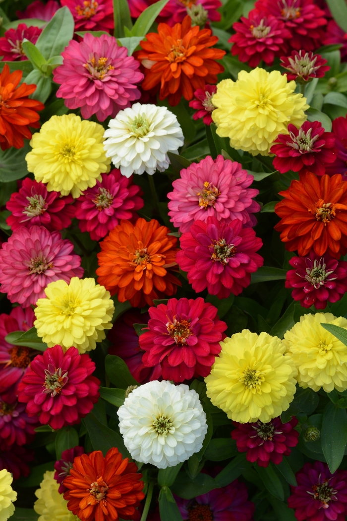 Zinnia 'Zahara Mix' - Zinnia marylandica from The Flower Spot Zinnia 'Zahara Mix' - Zinnia marylandica from The Flower Spot