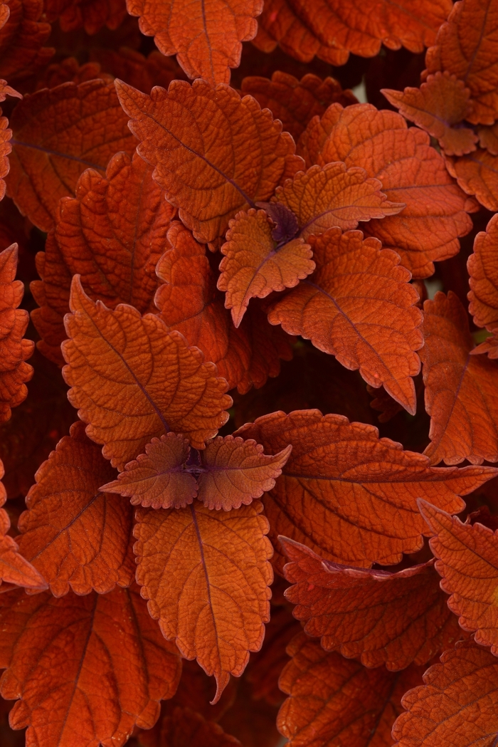 Coleus 'Inferno' - Solenostemon scutellarioides from The Flower Spot Coleus 'Inferno' - Solenostemon scutellarioides from The Flower Spot