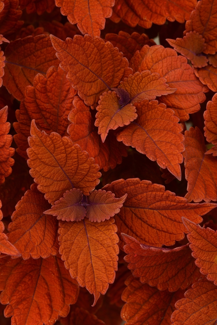 'Inferno' - Solenostemon scutellarioides from The Flower Spot