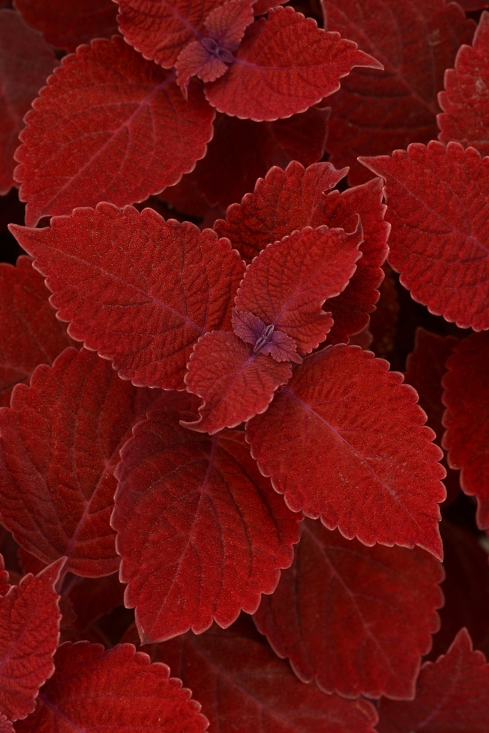Coleus 'Ruby Slipper' - Solenostemon scutellarioides from The Flower Spot Coleus 'Ruby Slipper' - Solenostemon scutellarioides from The Flower Spot