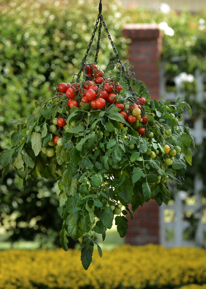 Tumbler Cherry, Small-Fruited - Solanum lycopersicum from The Flower Spot Tumbler Cherry, Small-Fruited - Solanum lycopersicum from The Flower Spot