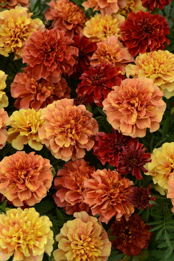 Marigold 'Strawberry Blonde' - Tagetes patula (French Marigold) from The Flower Spot Marigold 'Strawberry Blonde' - Tagetes patula (French Marigold) from The Flower Spot
