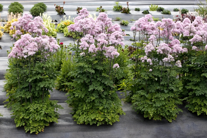Meadow Rue 'Nimbus Pink' - Thalictrum aquilegifolium from The Flower Spot