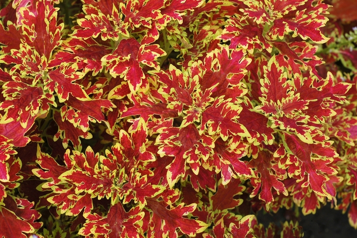 Coleus 'Wildfire Blaze' - Solenostemon from The Flower Spot Coleus 'Wildfire Blaze' - Solenostemon from The Flower Spot