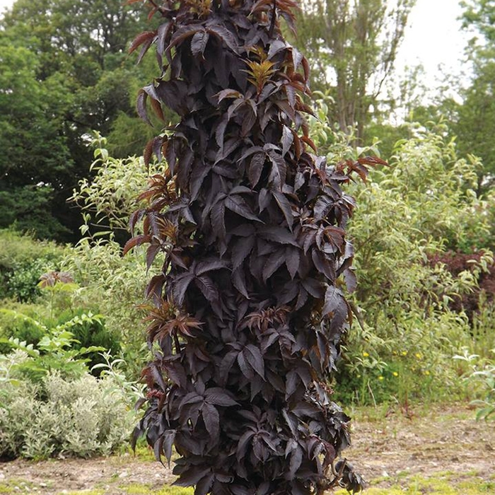 Black Tower Elderberry - Sambucus nigra 'Black Tower' from The Flower Spot