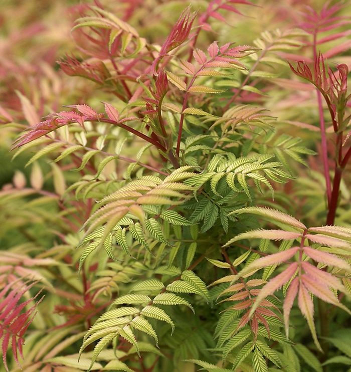 False Spirea - Sorbaria sorbifolia 'Sem' from The Flower Spot