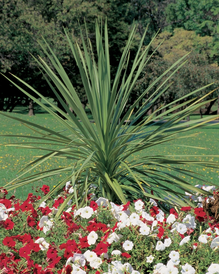 Dracaena 'Green Spike' - Cordyline indivisa from The Flower Spot Dracaena 'Green Spike' - Cordyline indivisa from The Flower Spot