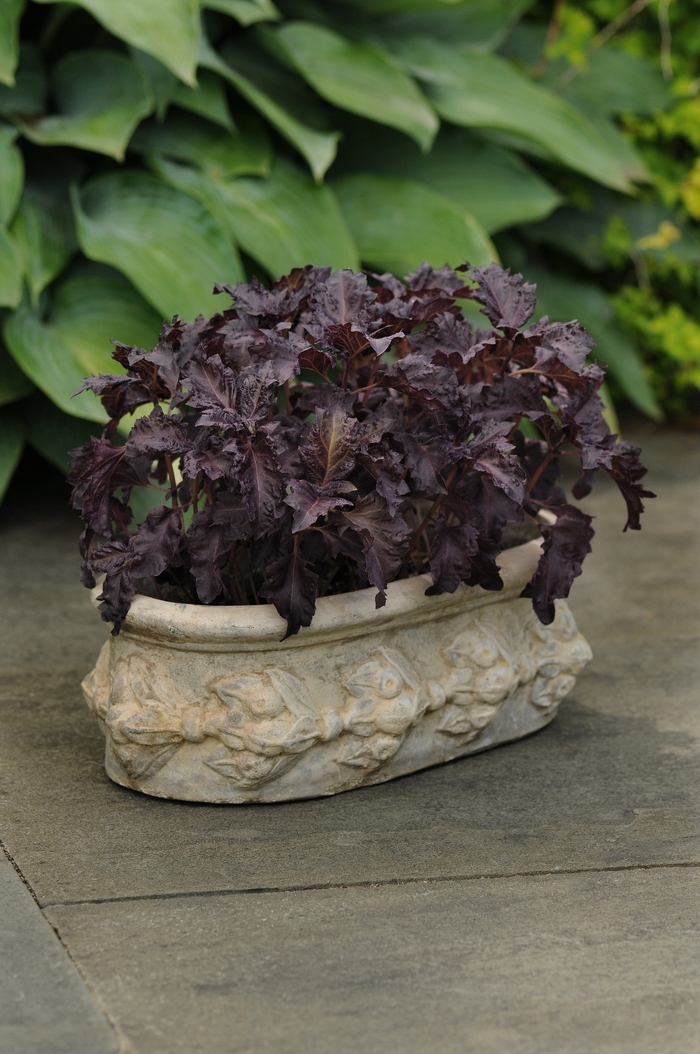 Purple Basil - Ocimum basilicum 'Purple Ruffles' from The Flower Spot