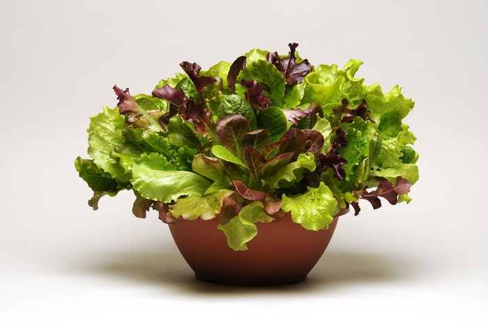 Lettuce 'Summer Picnic' - Lactuca sativa from The Flower Spot
