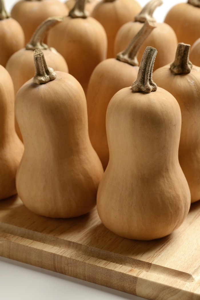 Butternut Squash - Cucurbita moschata from The Flower Spot