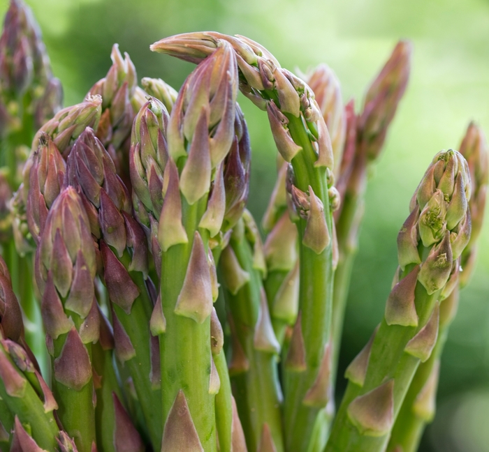 Jersey Knight Asparagus - Asparagus officinalis 'Jersey Knight' (Asparagus) from The Flower Spot