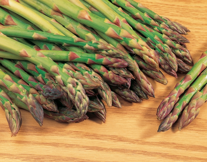 Asparagus 'Mary Washington' - Asparagus officinalis from The Flower Spot