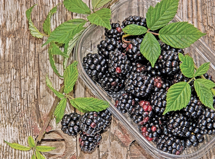 Blackberry 'Apache' - Rubus from The Flower Spot