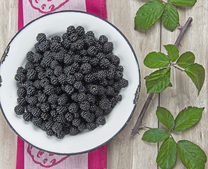 Blackberry 'Twilight' - Rubus from The Flower Spot