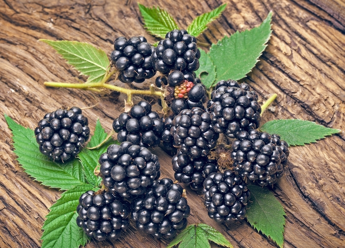 Navaho Blackberry - Rubus 'Navaho' from The Flower Spot Navaho Blackberry - Rubus 'Navaho' from The Flower Spot