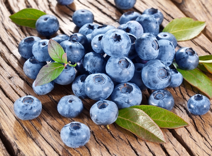 Blueberry 'Bluecrop' - Vaccinium from The Flower Spot Blueberry 'Bluecrop' - Vaccinium from The Flower Spot