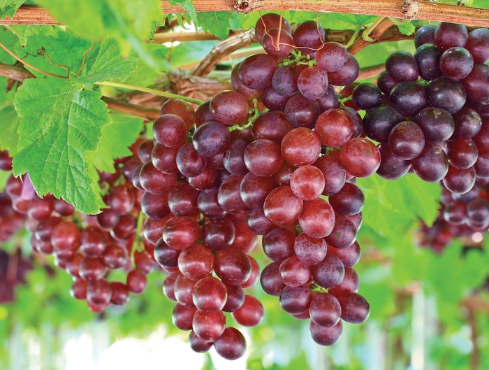 Grape 'Suffolk Red' - Vitis labrusca (Seedless) from The Flower Spot